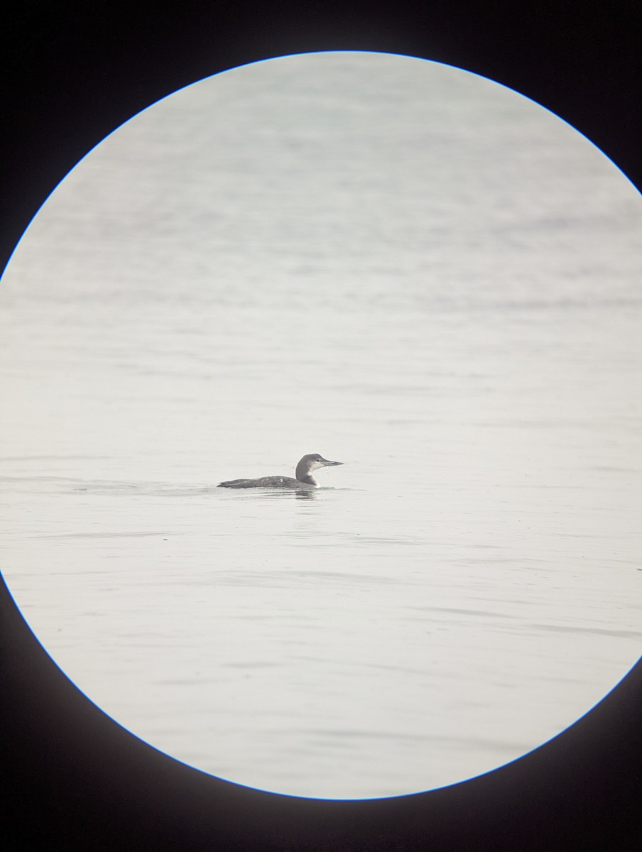 ハシグロアビ - ML645680264