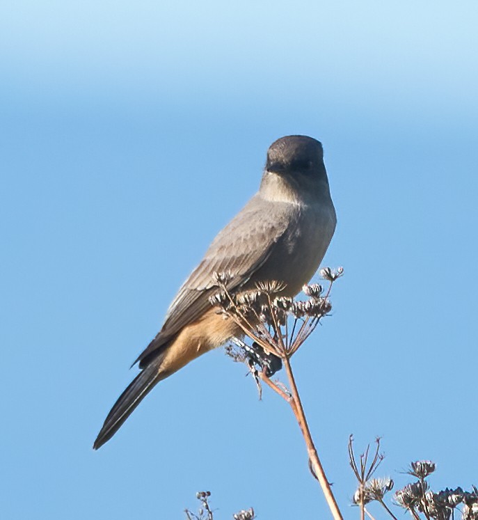 チャイロツキヒメハエトリ - ML645680266