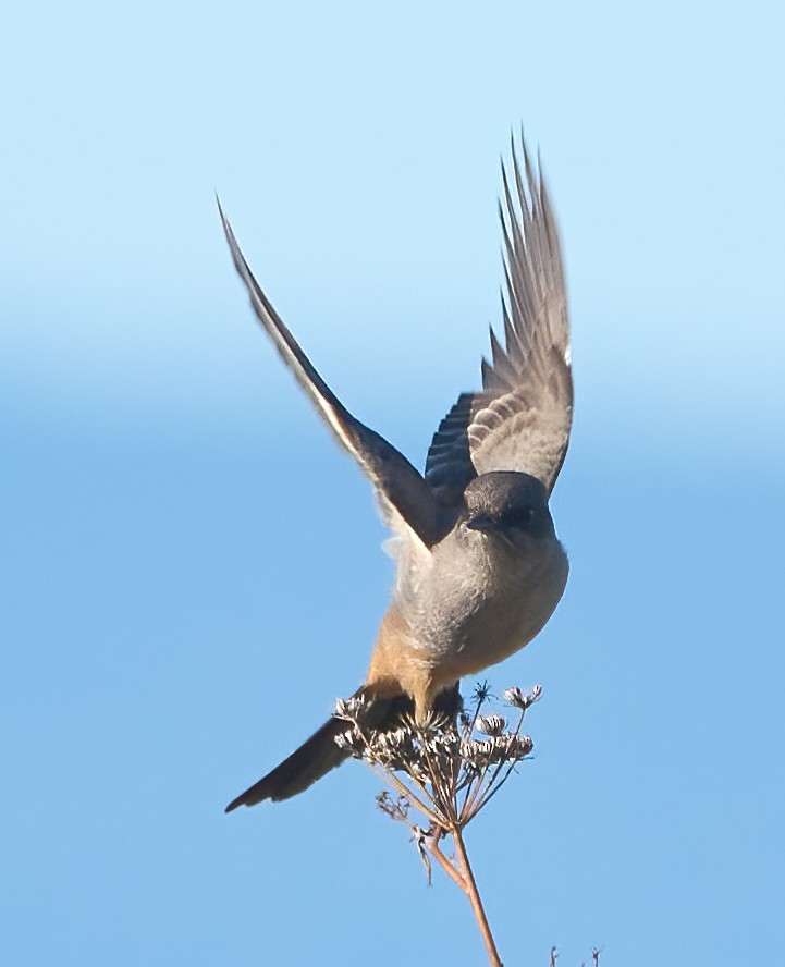 チャイロツキヒメハエトリ - ML645680267