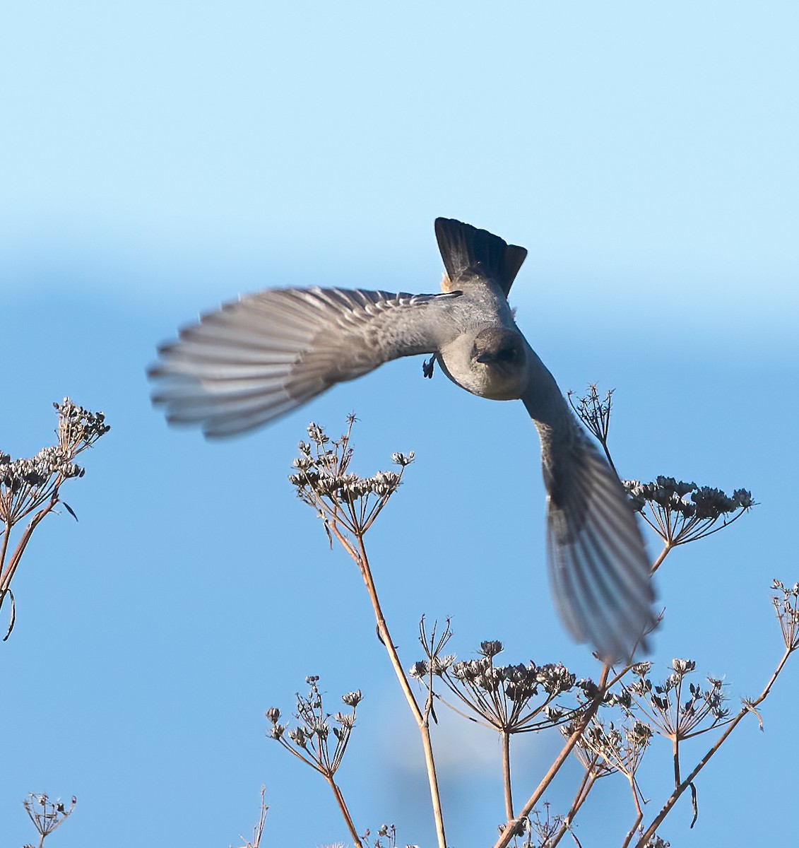 チャイロツキヒメハエトリ - ML645680268