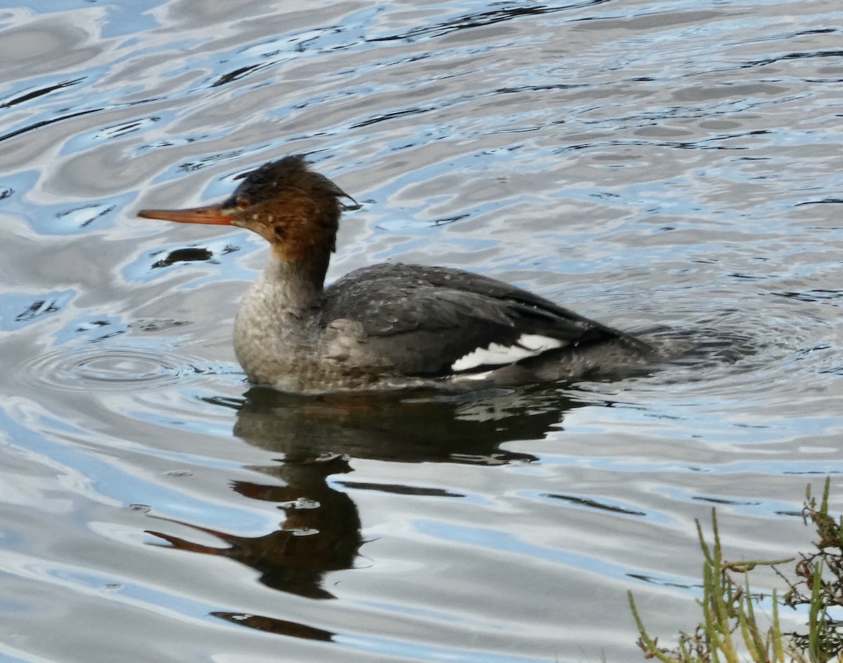 ウミアイサ - ML645680271