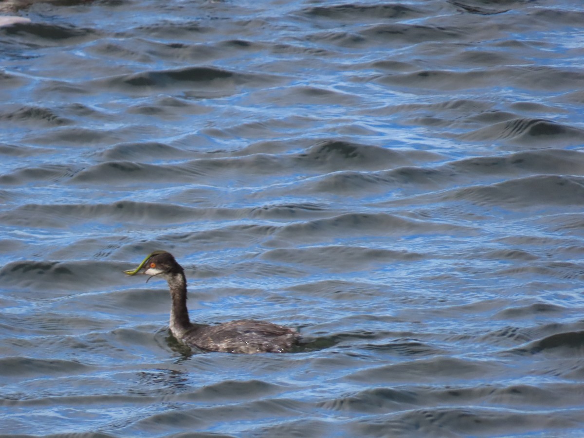 ハジロカイツブリ - ML645680272