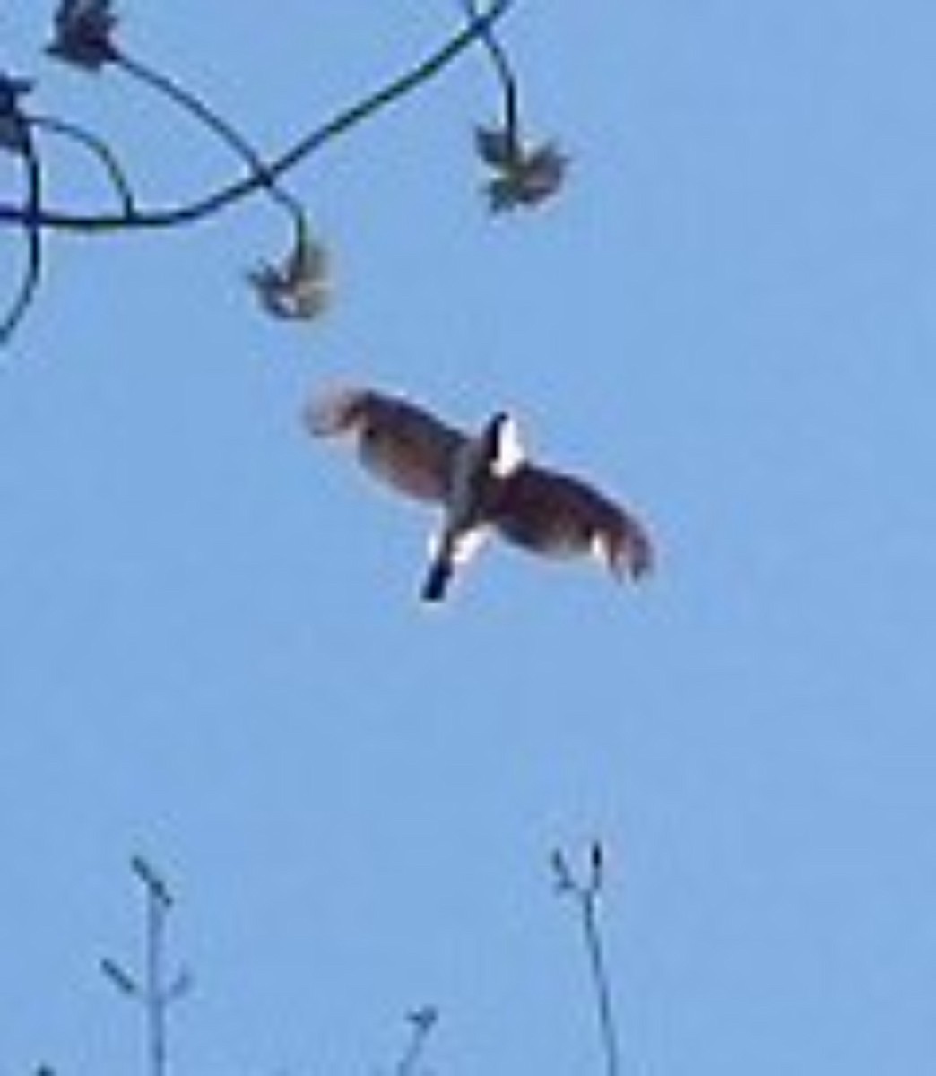 アメリカオオタカ - ML645680277