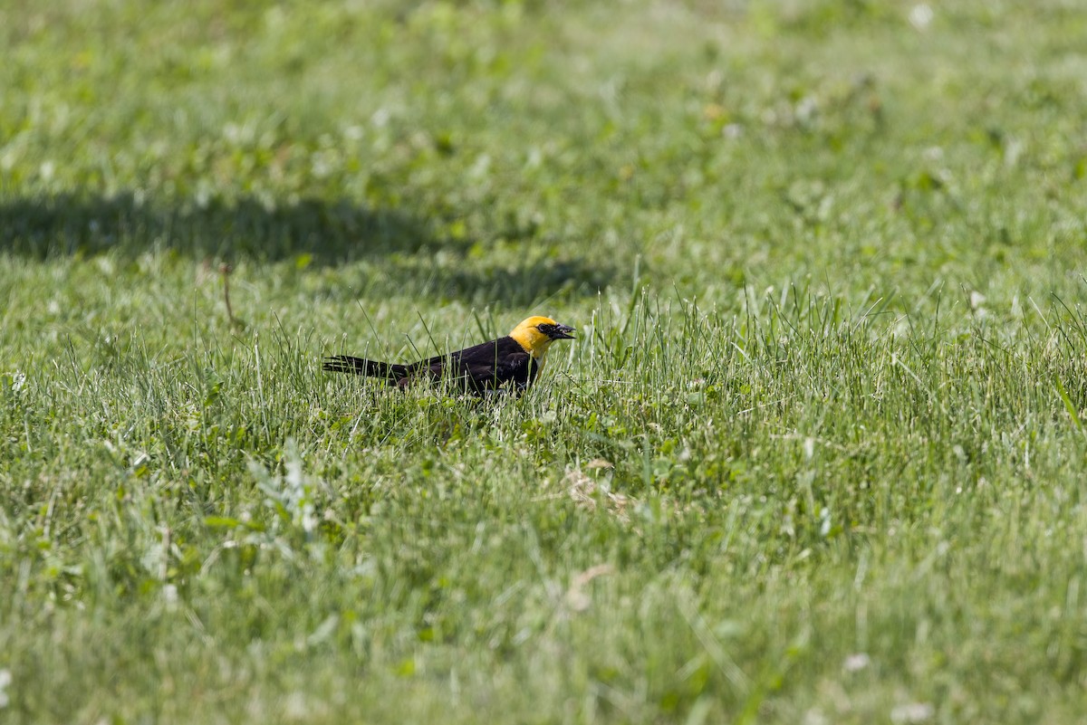 キガシラムクドリモドキ - ML645680280