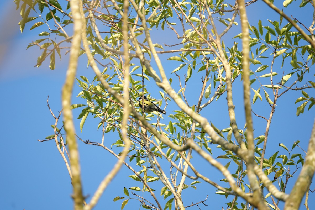 Bergkohlmeise - ML645680281