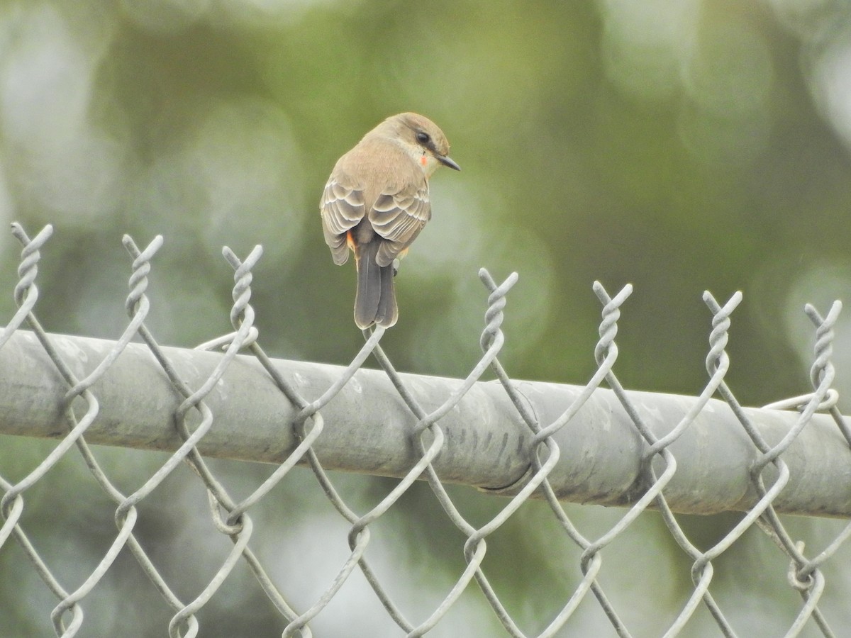 ベニタイランチョウ - ML645680282