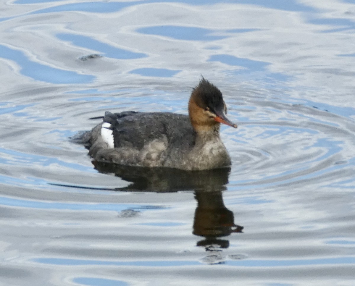 ウミアイサ - ML645680283