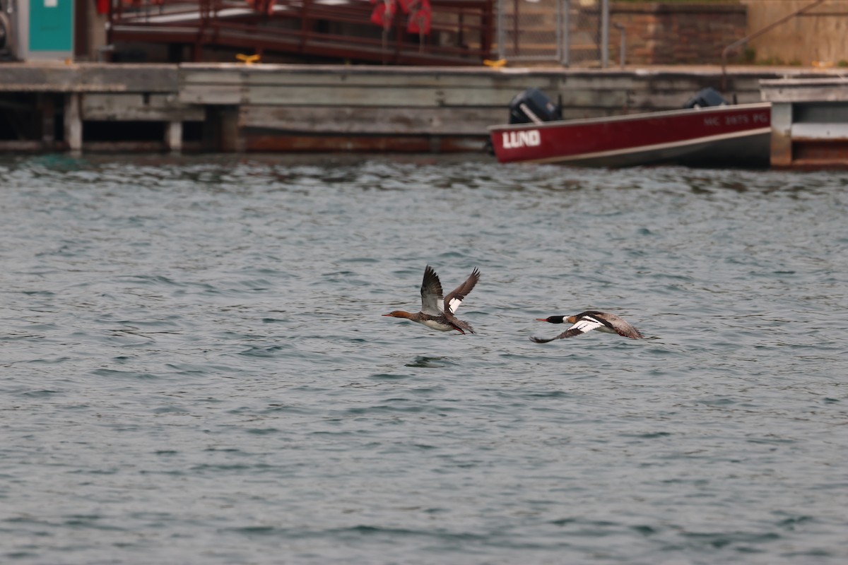 ウミアイサ - ML645680285