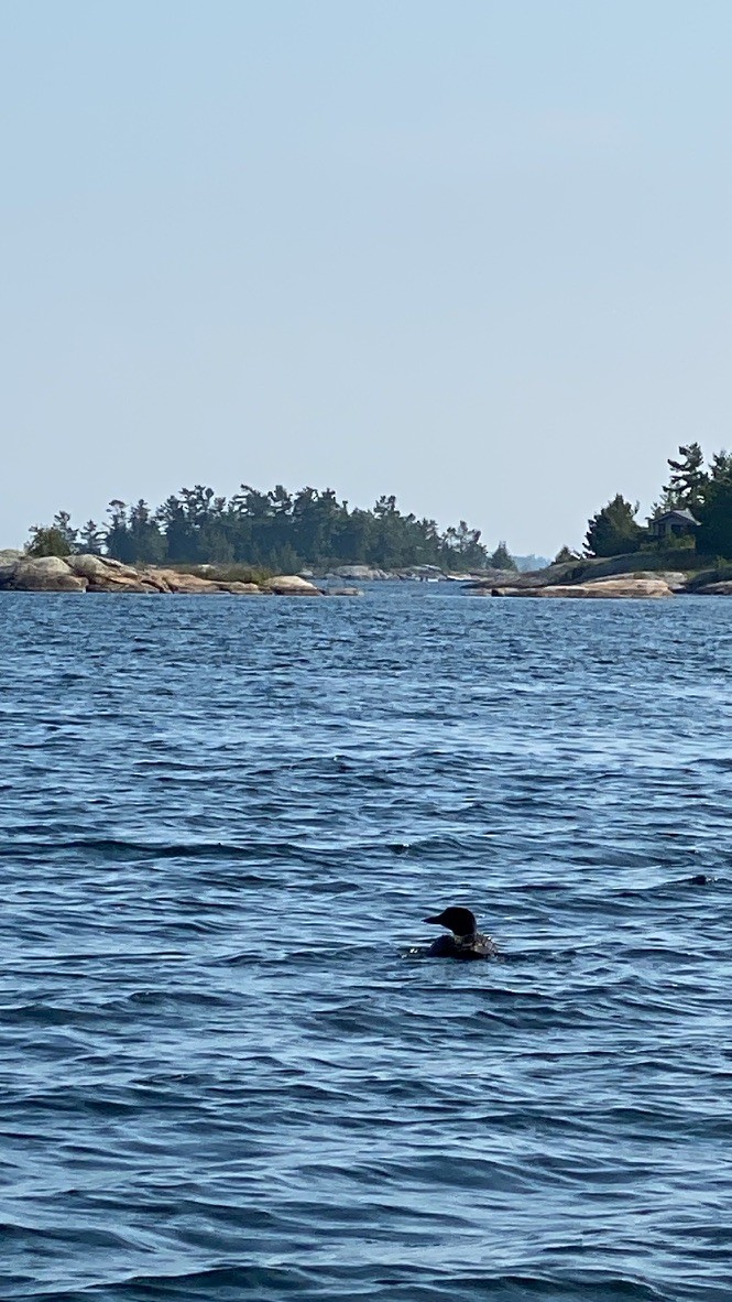 ハシグロアビ - ML645680286