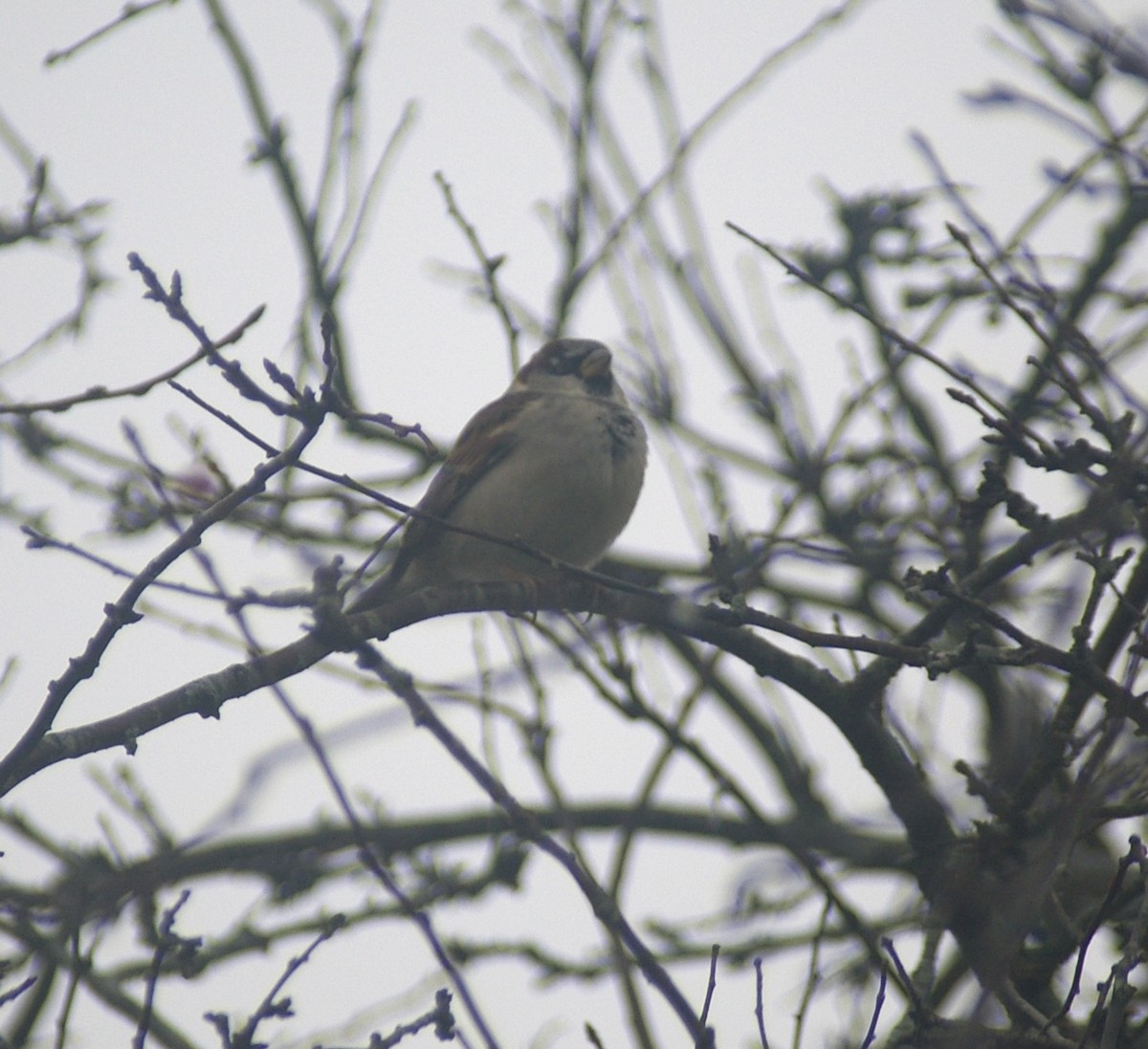 イエスズメ - ML645680291