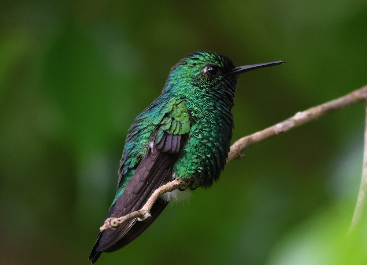 パナマヒメエメラルドハチドリ - ML645680292