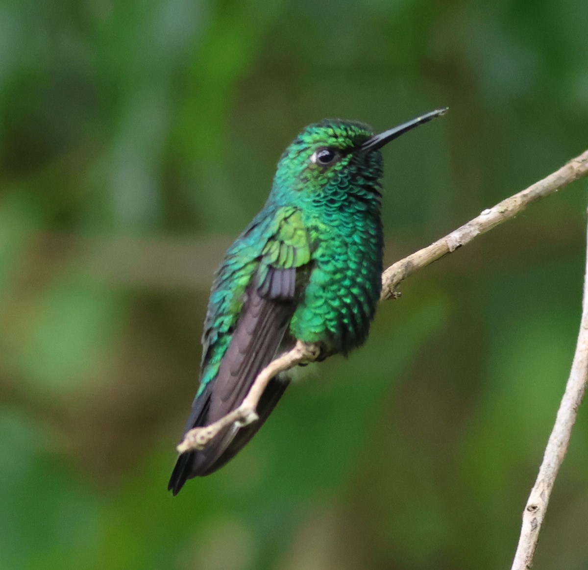 パナマヒメエメラルドハチドリ - ML645680293