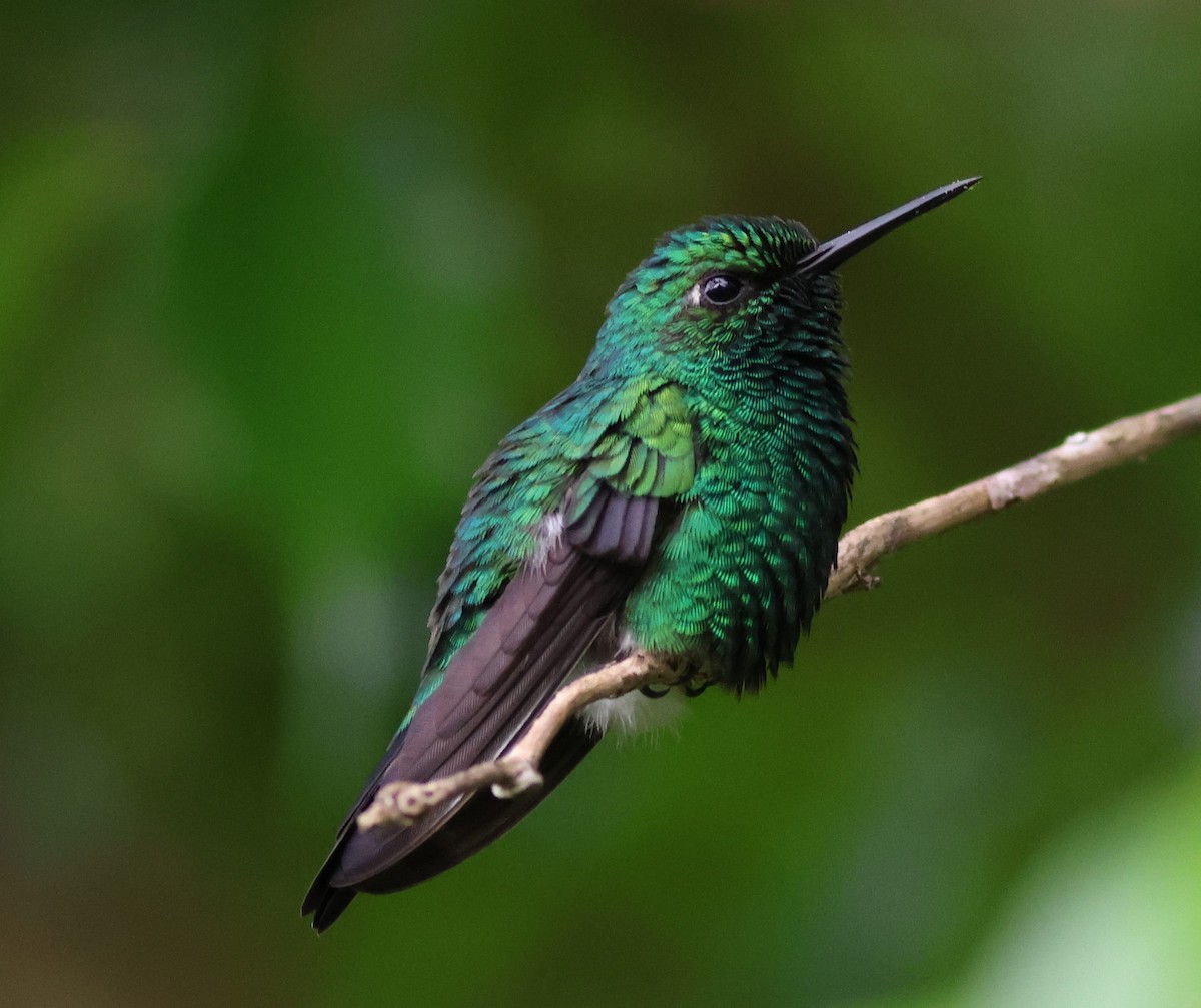 パナマヒメエメラルドハチドリ - ML645680294