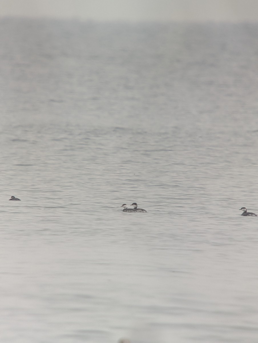 ミミカイツブリ - ML645680295