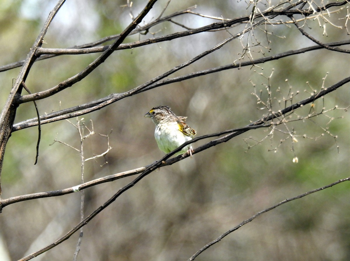 セスジキンノジコ - ML645680296