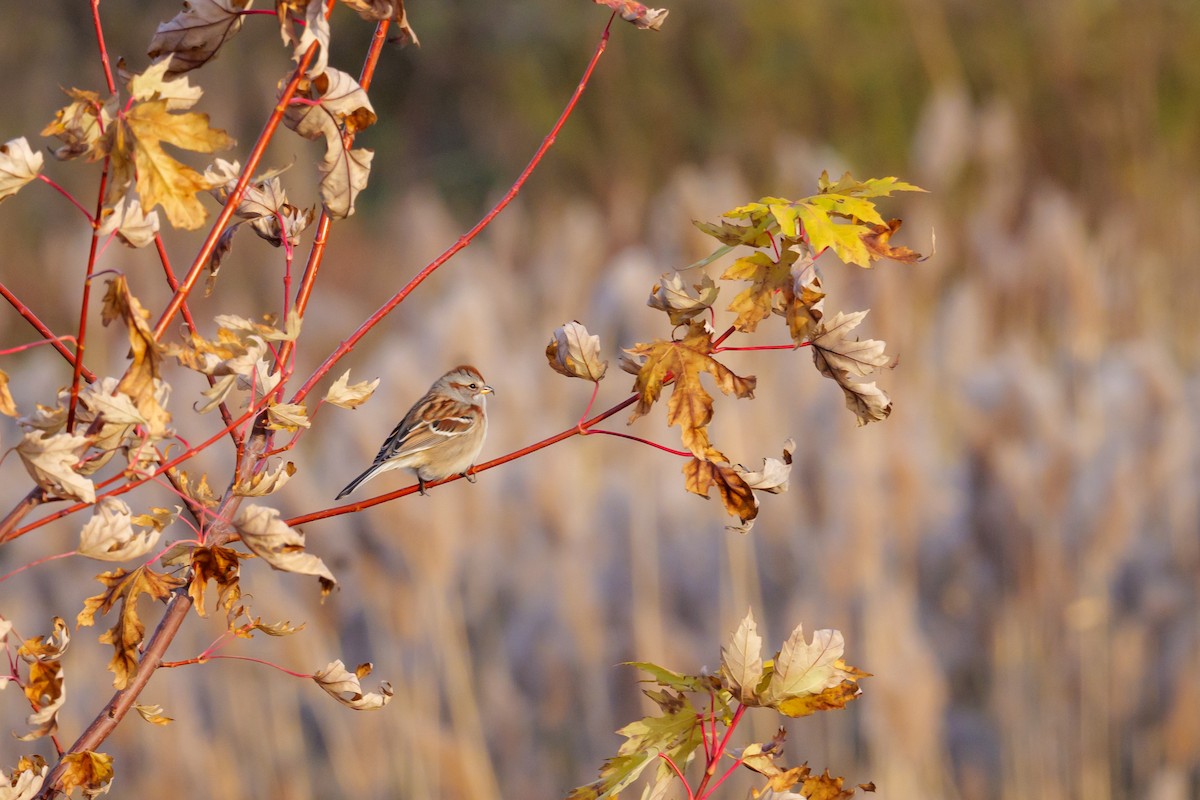 ムナフヒメドリ - ML645680297