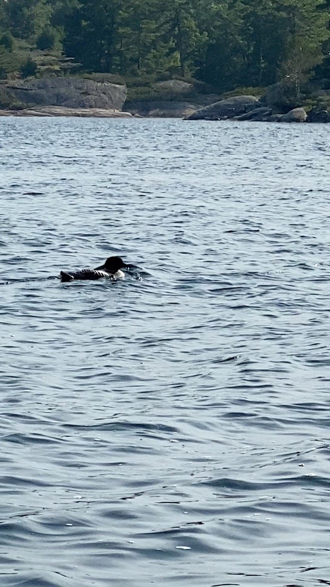 ハシグロアビ - ML645680298