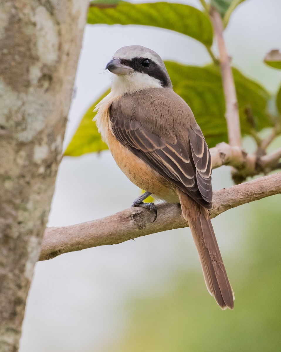 アカモズ - ML645680299