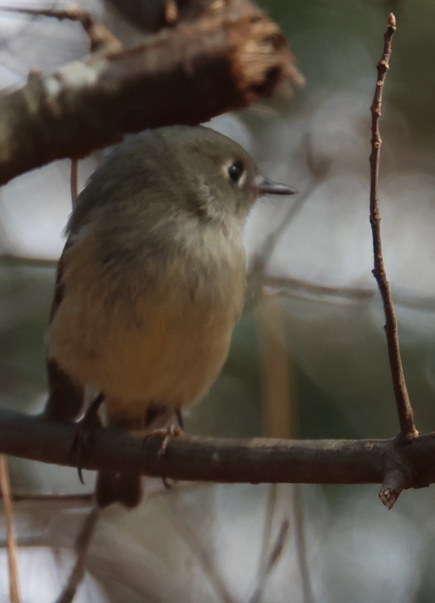 ルビーキクイタダキ - ML645680300