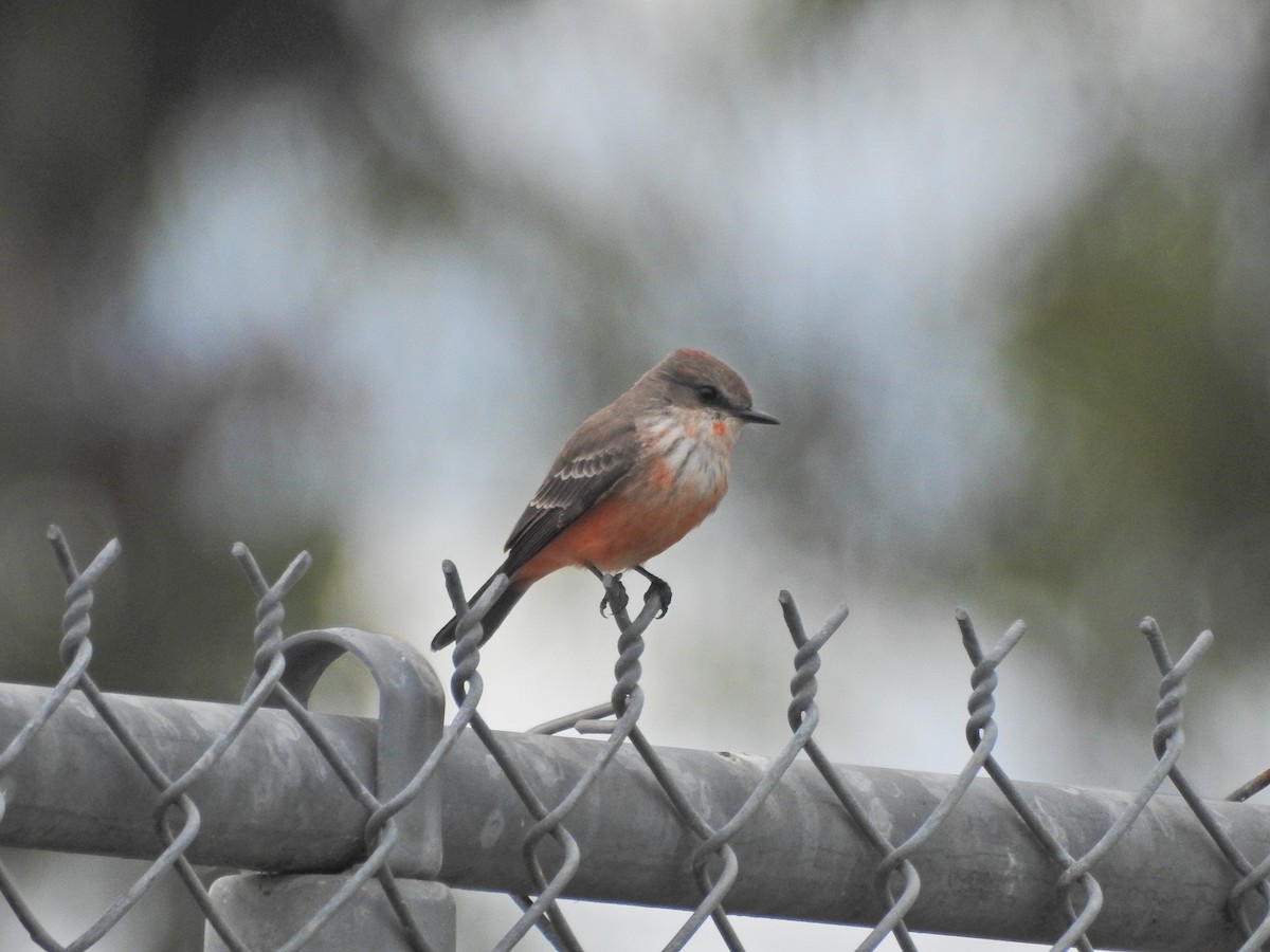 ベニタイランチョウ - ML645680301