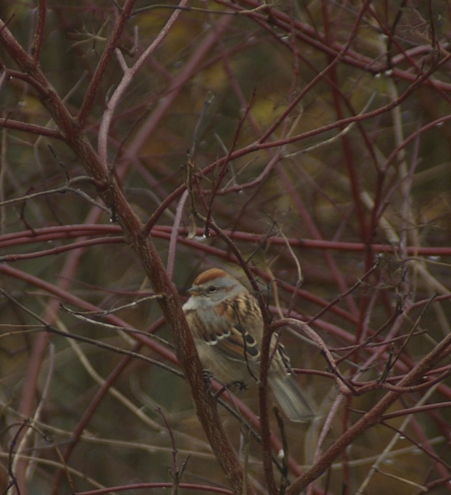 ムナフヒメドリ - ML645680305