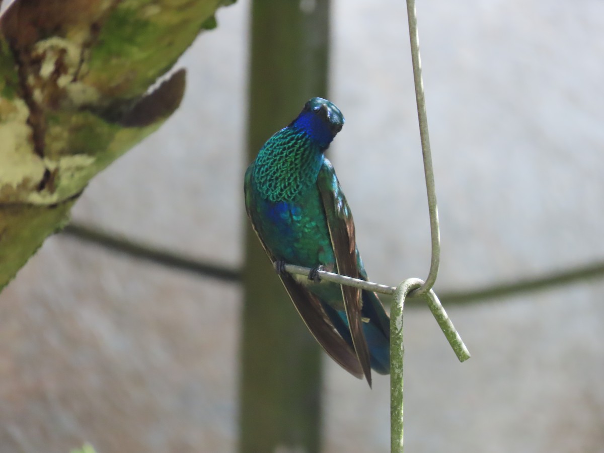 アオミミハチドリ - ML645680306