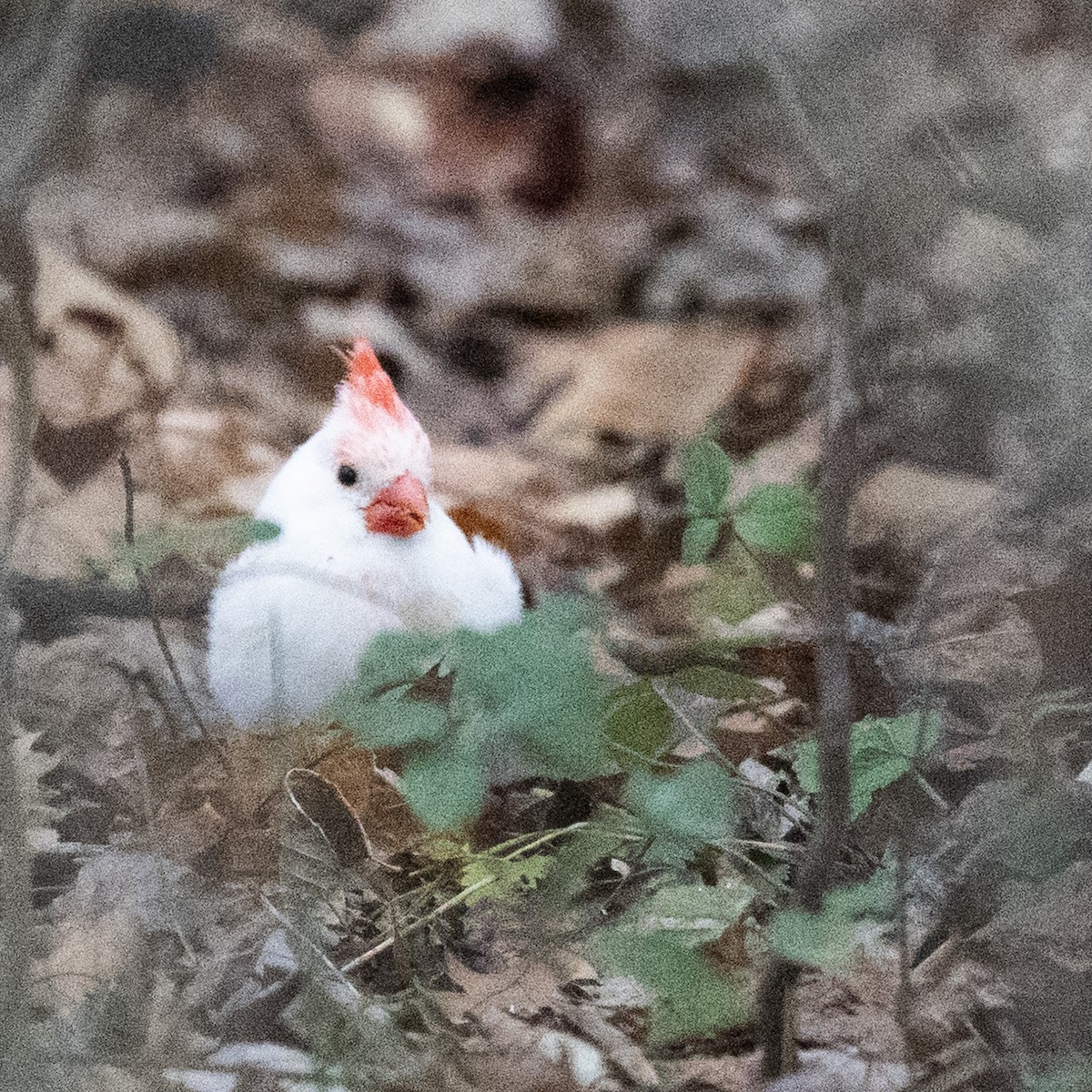 ショウジョウコウカンチョウ - ML645680307