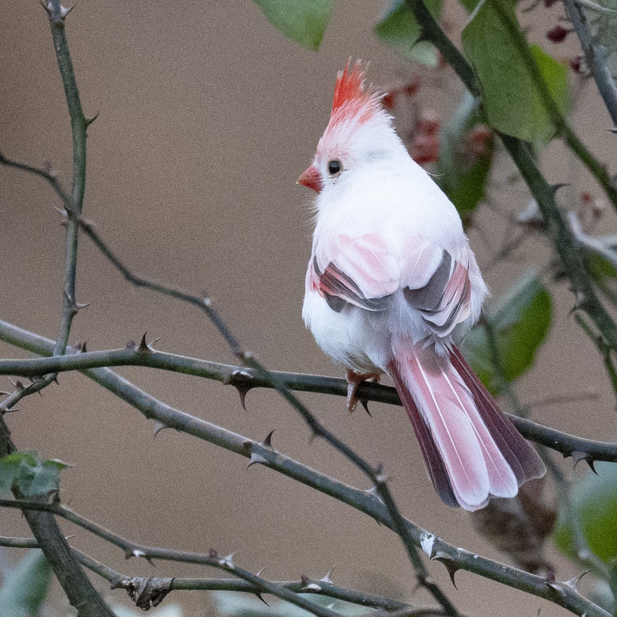 ショウジョウコウカンチョウ - ML645680308