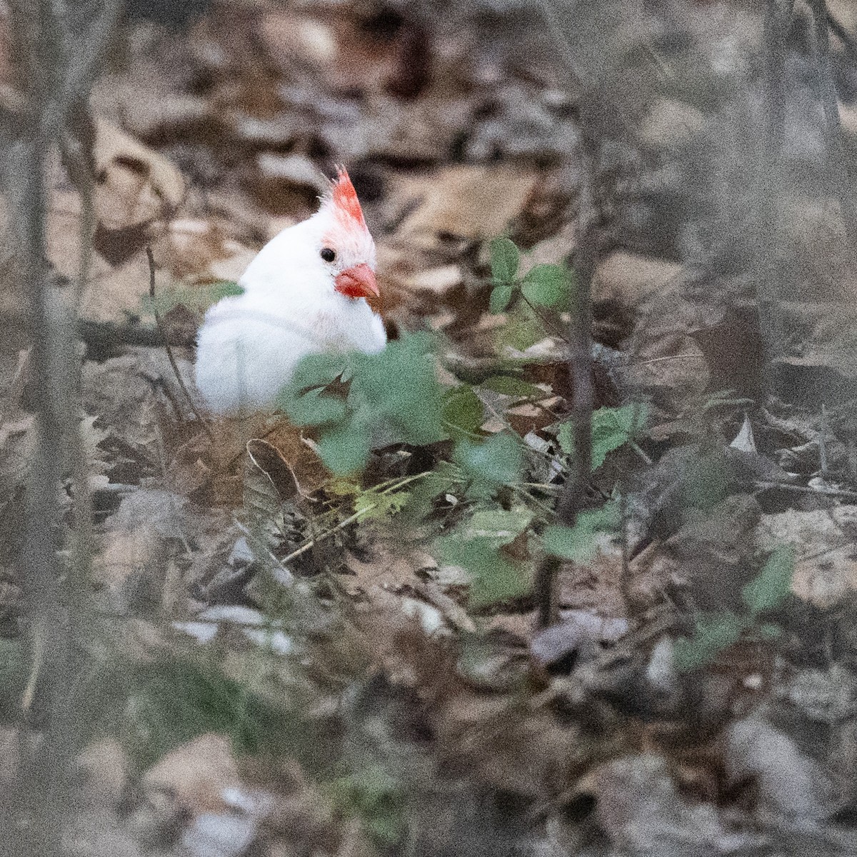 ショウジョウコウカンチョウ - ML645680309