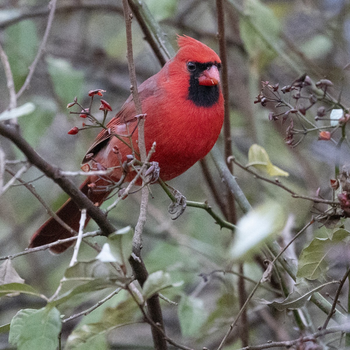 ショウジョウコウカンチョウ - ML645680311