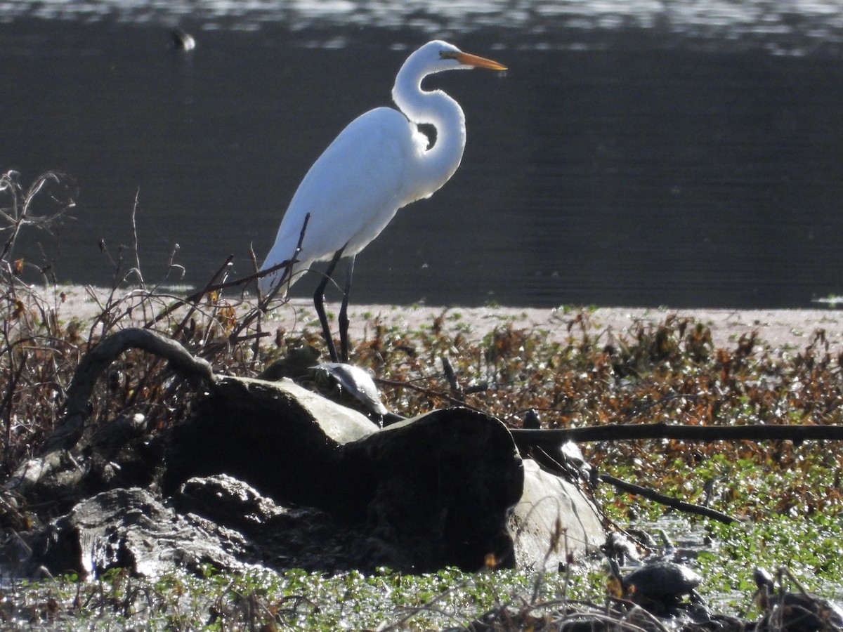 Great Egret - ML645680322
