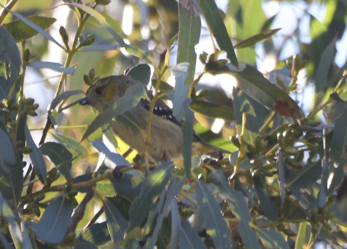 Forty-spotted Pardalote - ML645680339