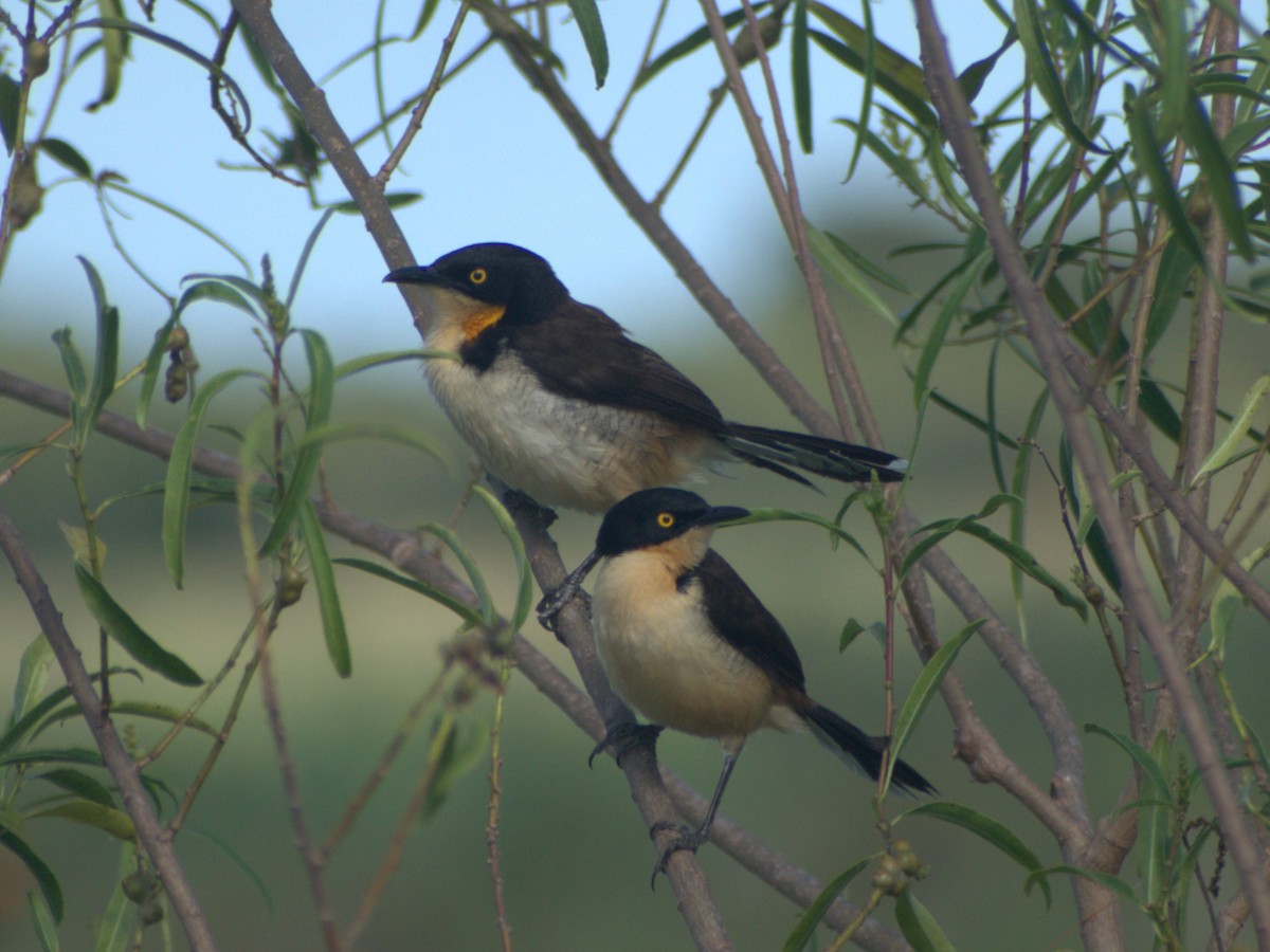 Black-capped Donacobius - ML645680348