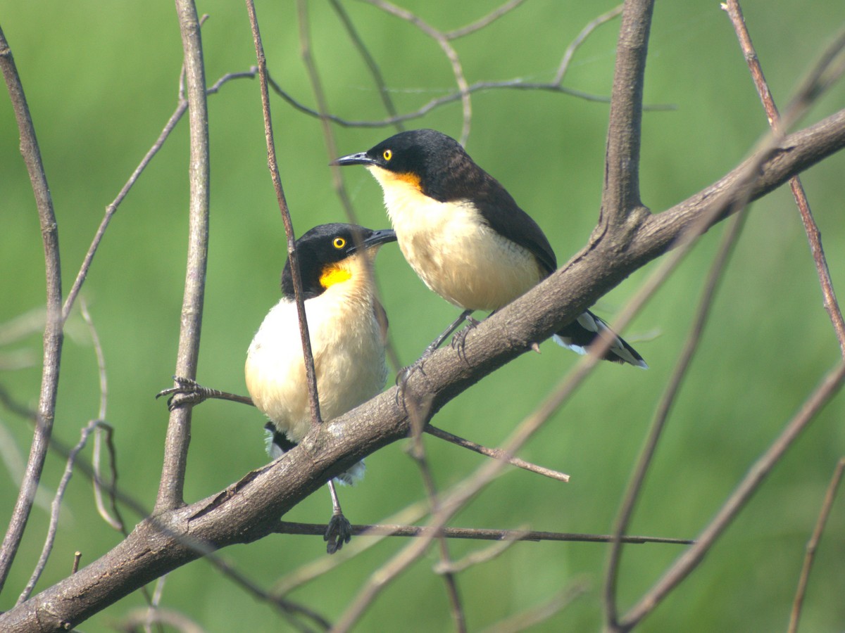 Black-capped Donacobius - ML645680349