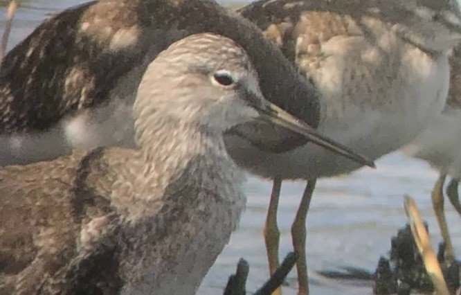 vodouš velký - ML645680351