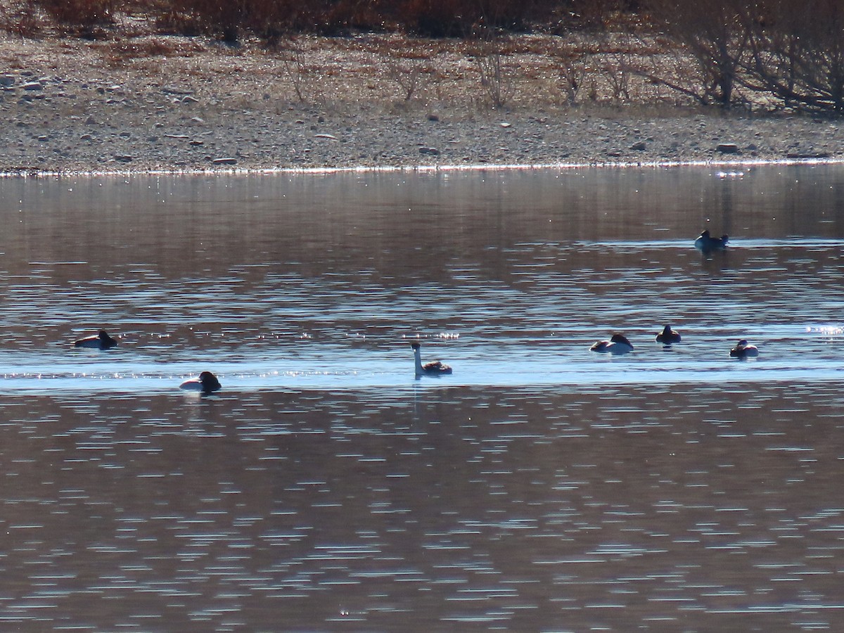 Western Grebe - ML645680352