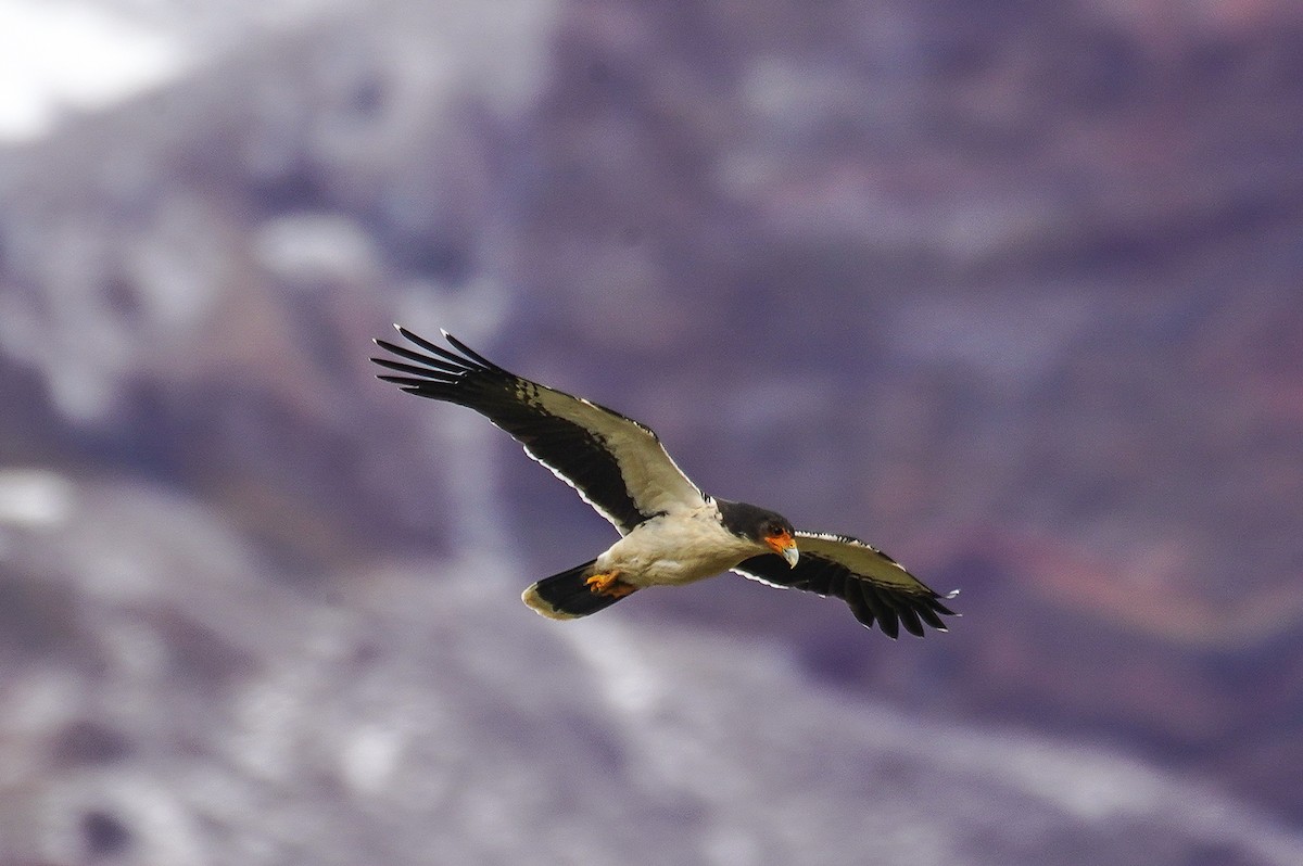 White-throated Caracara - ML645680356