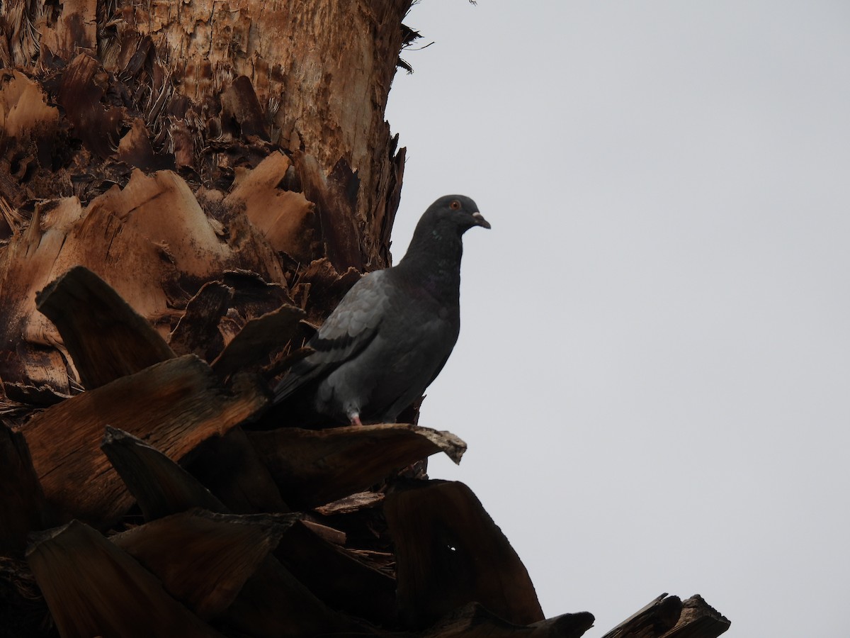 Kaya Güvercini (evcil tip) - ML645680357