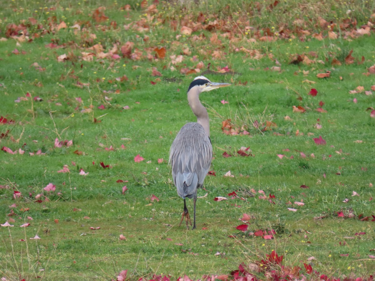 Great Blue Heron - ML645680358
