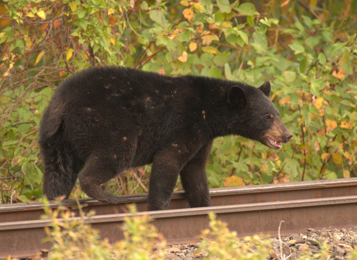 American Black Bear - ML645680365