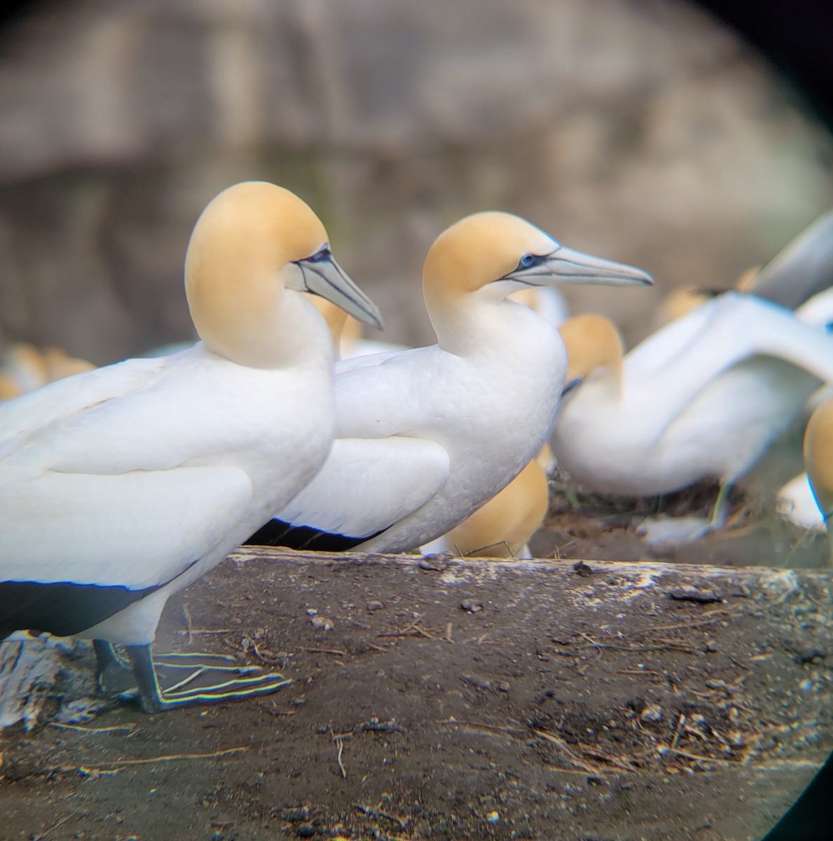 Australasian Gannet - ML645680378