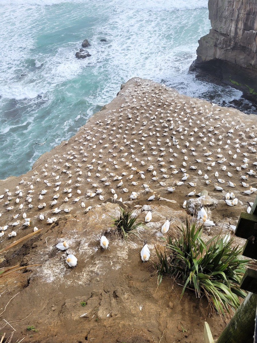 Australasian Gannet - ML645680379