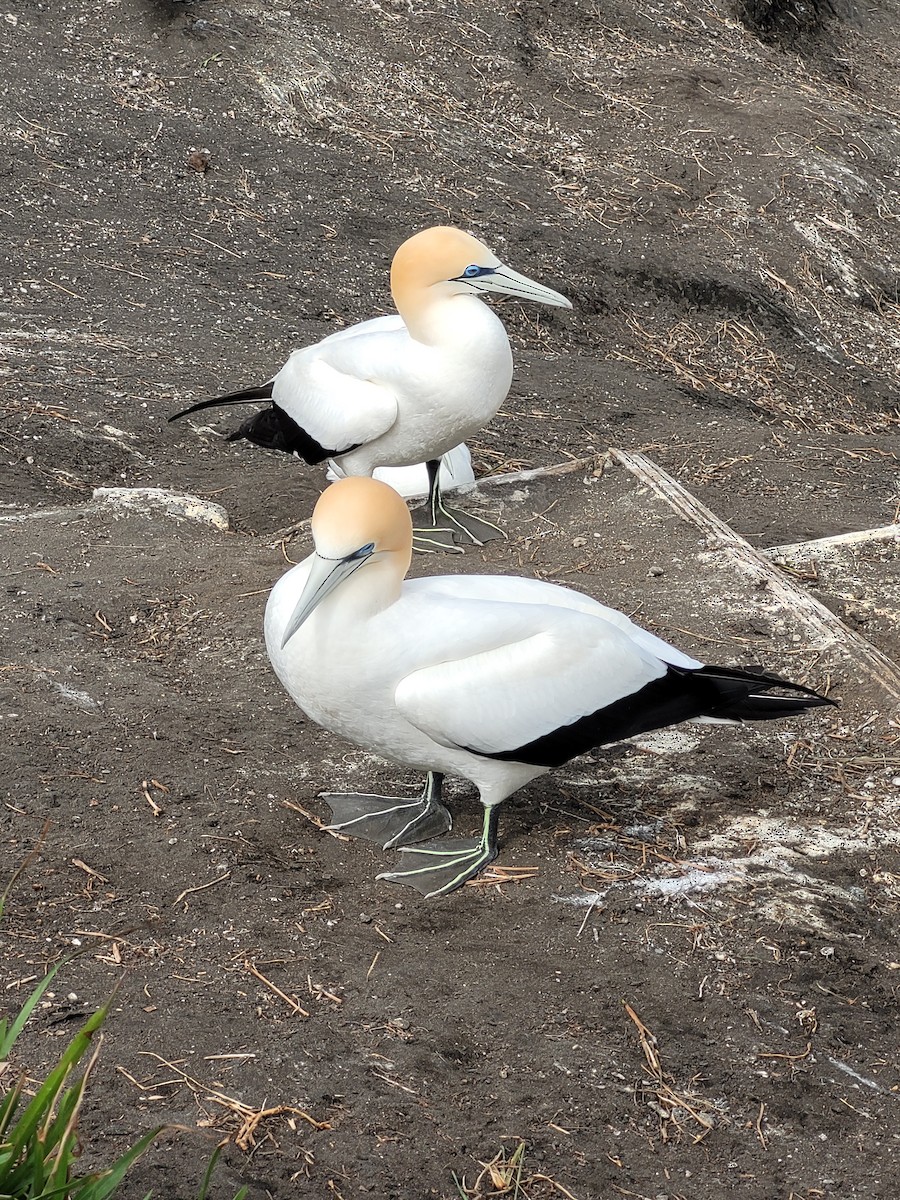 Australasian Gannet - ML645680380