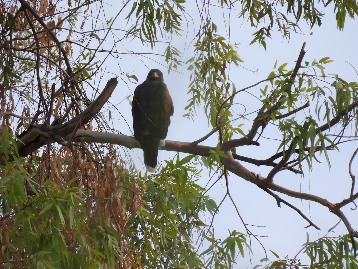 Harris's Hawk - ML645680382