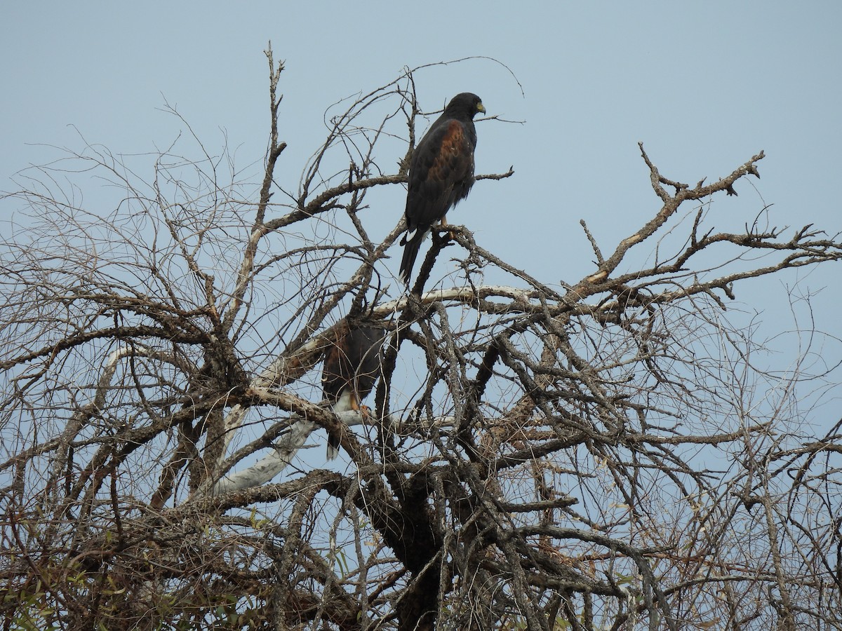 Harris's Hawk - ML645680383
