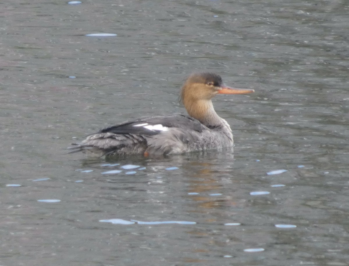 Red-breasted Merganser - ML645680386
