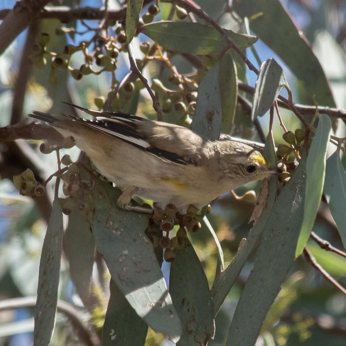 Striated Pardalote - ML645680395