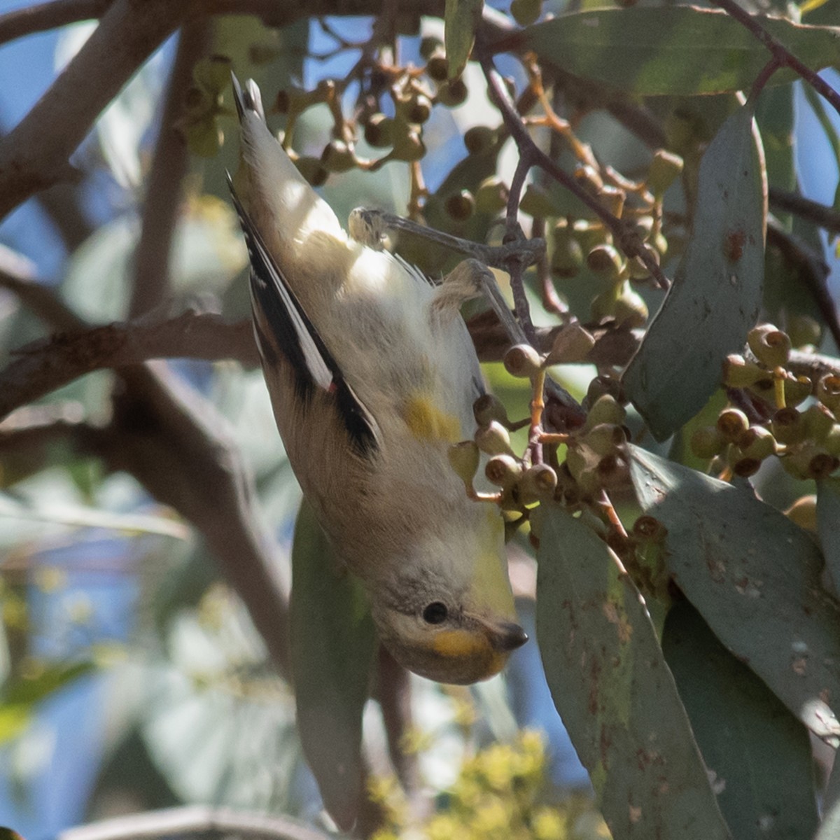 Striated Pardalote - ML645680404