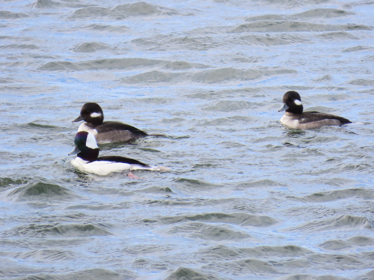 Bufflehead - ML645680408
