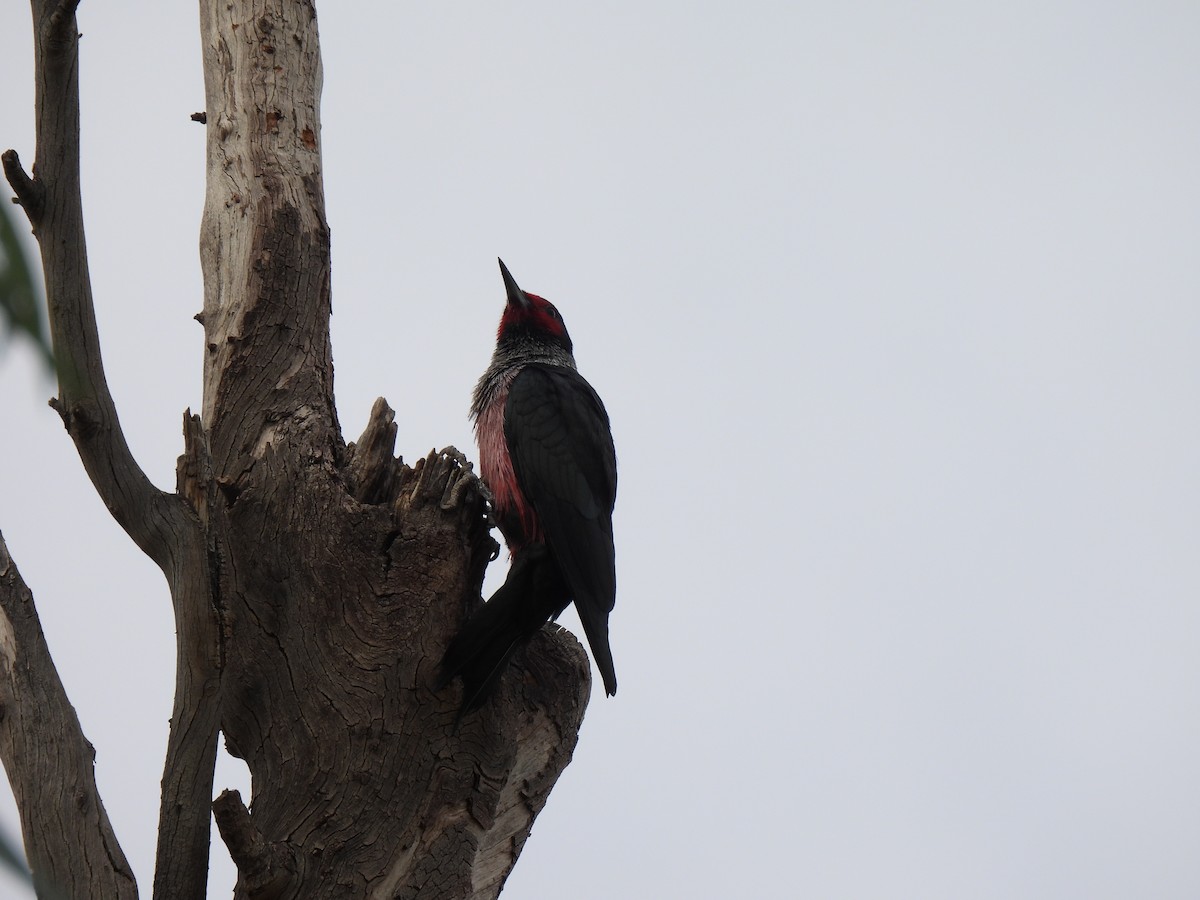 Lewis's Woodpecker - ML645680409